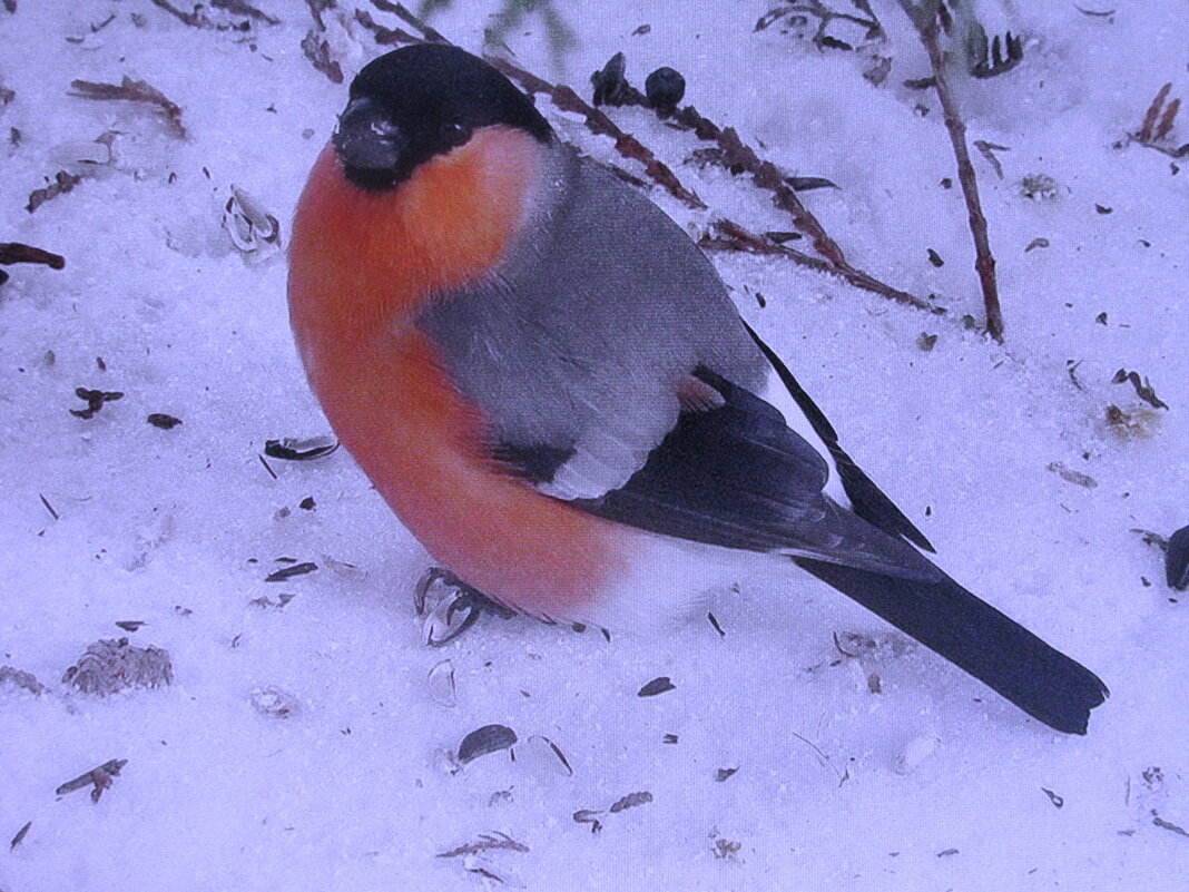 Дайте ещё семечек - Людмила Смородинская