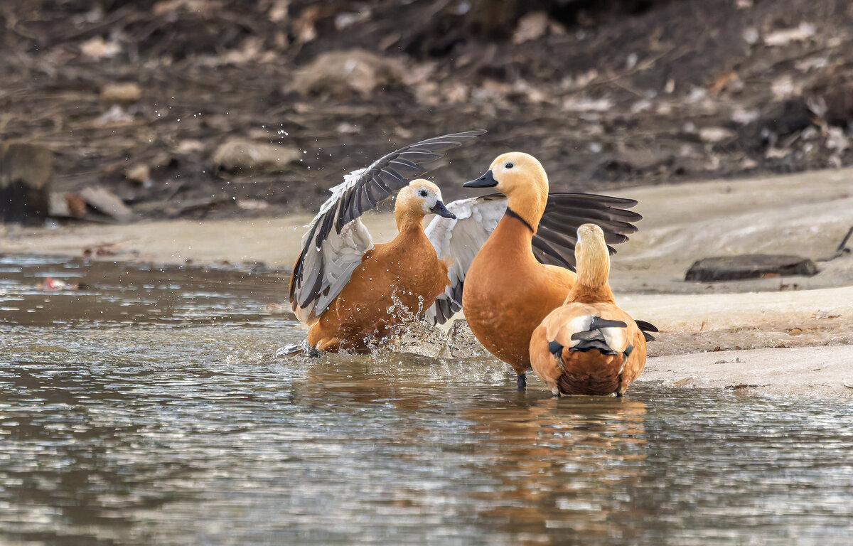 огарь в полете. - юрий макаров