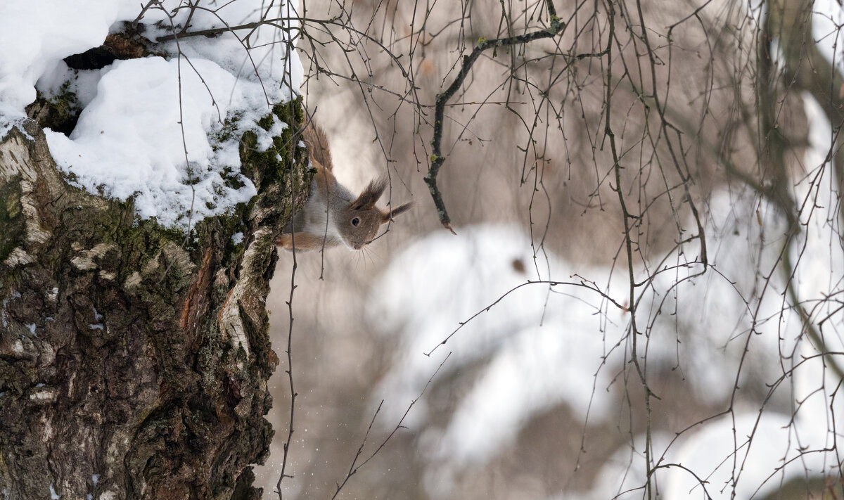 *** - Владимир Безбородов