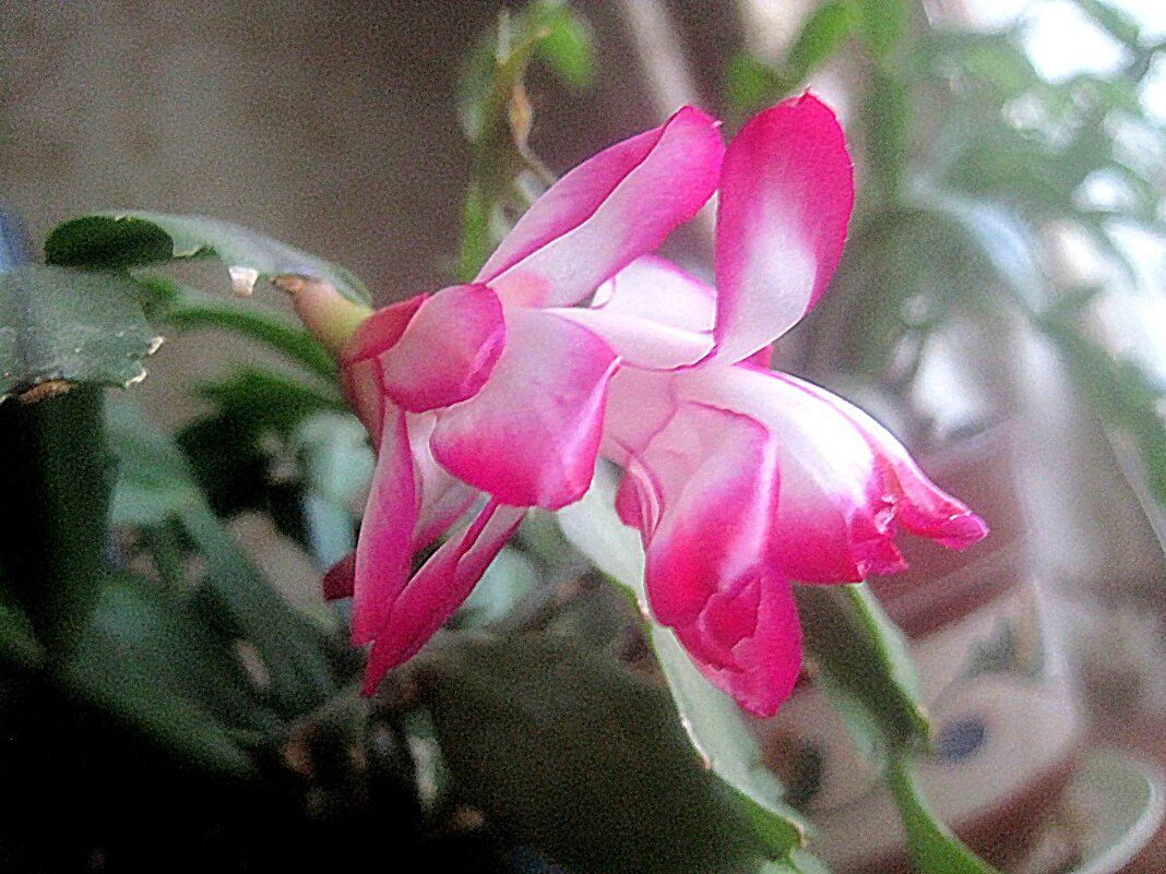 Декабрист - Елена Семигина