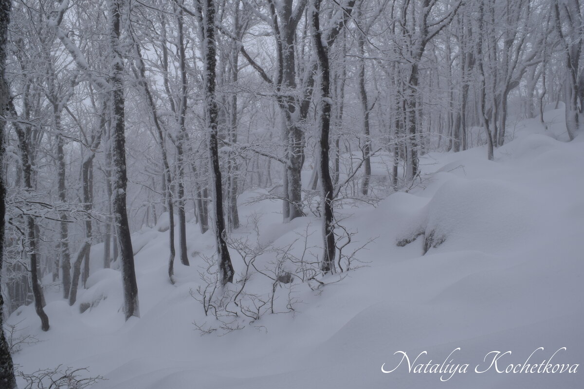 Природа Крыма - Amazing Cosmea