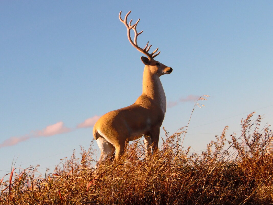 Олень у дороги. - nadyasilyuk Вознюк