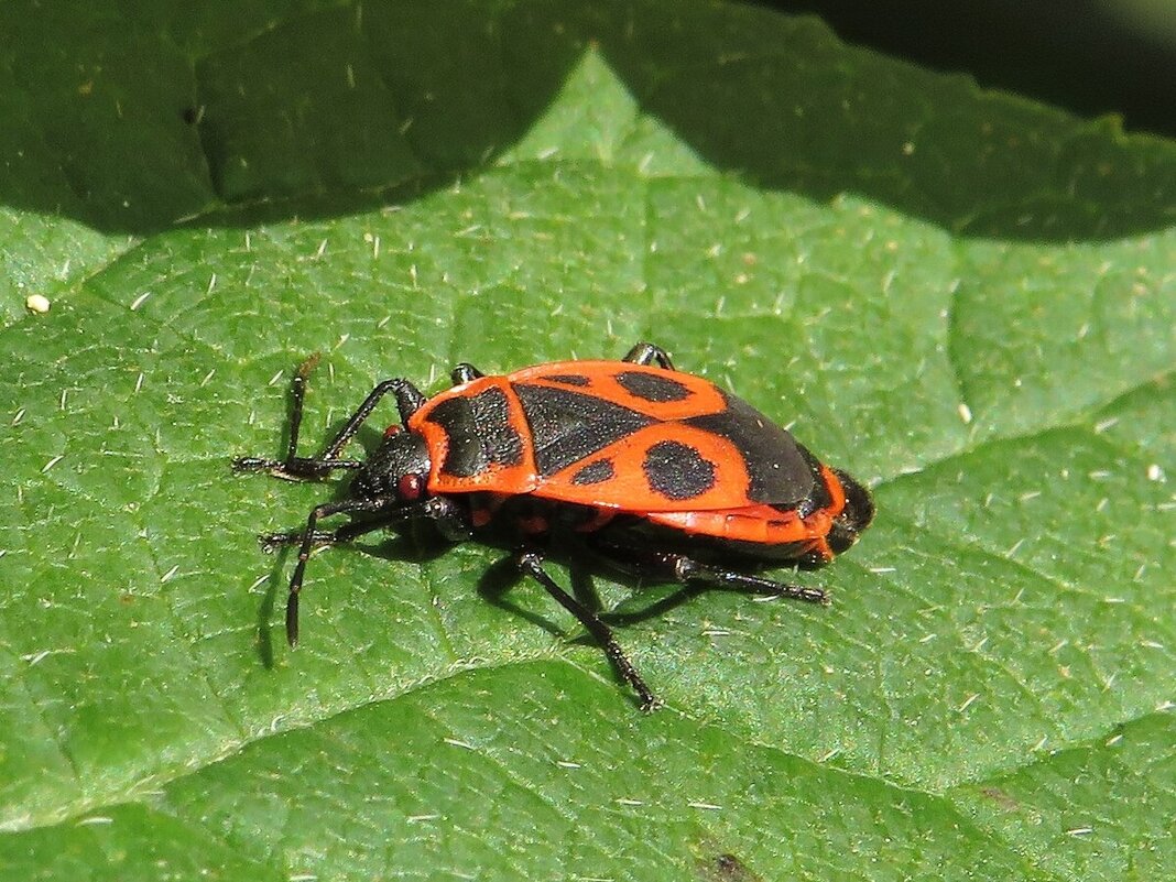 Клоп-солдатик - Лариса С.