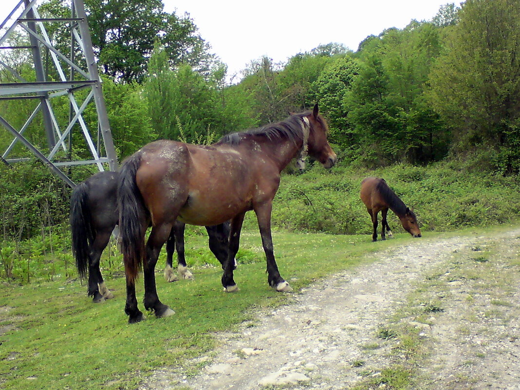 Пластунка. Прогулка в горах - Tata Wolf