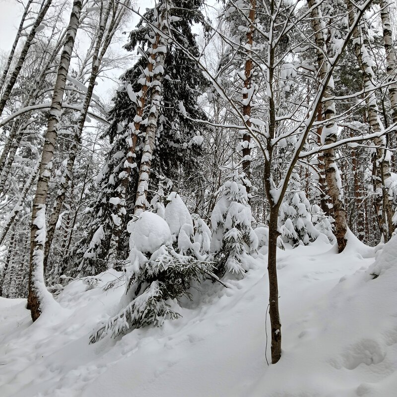 осваивают  горку - Владимир 