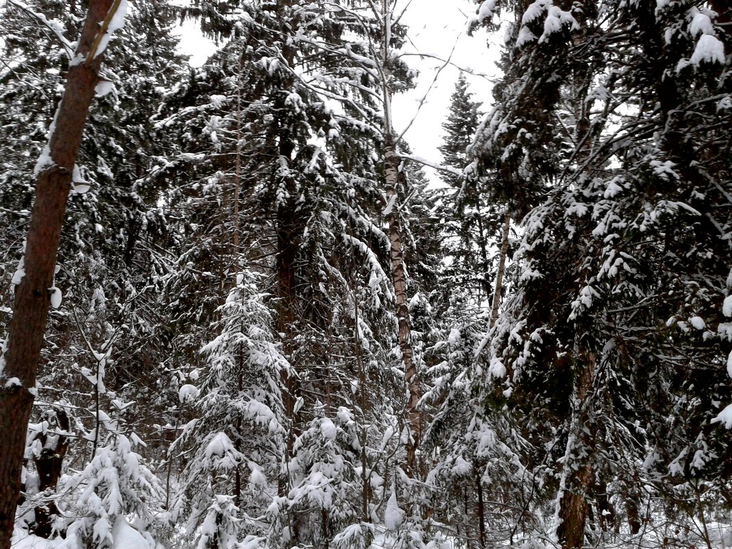 природа - Владимир 