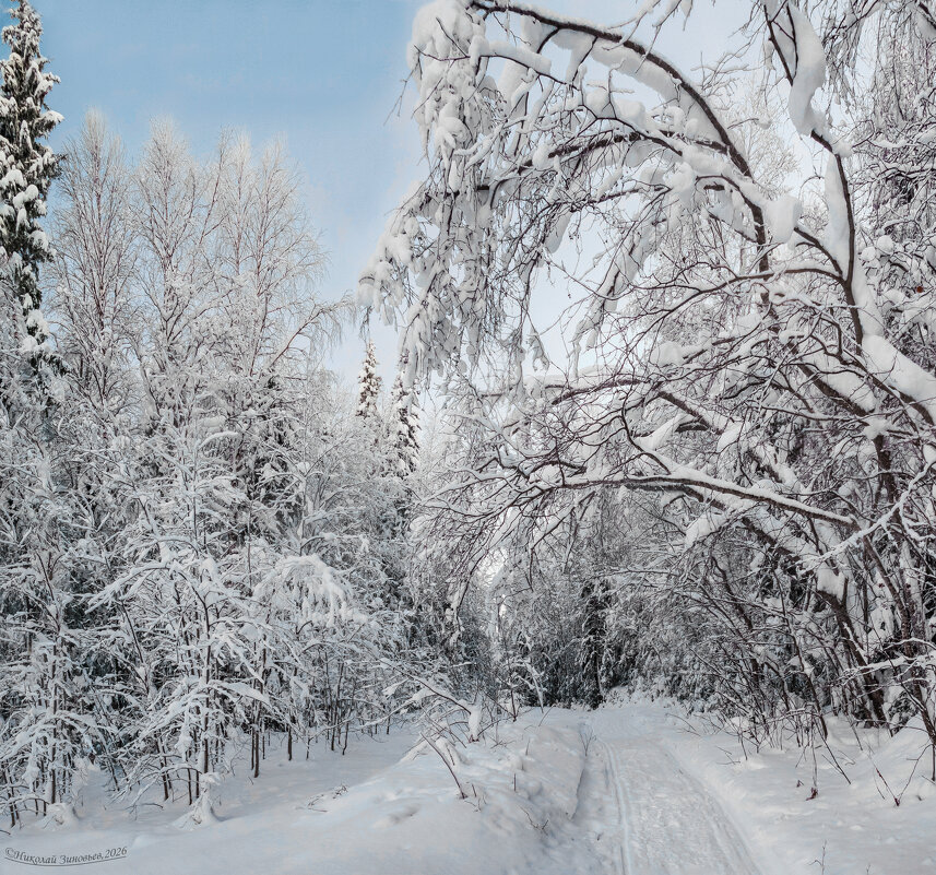 Зима в тайге. Окрестности Ухты, Коми. - Николай Зиновьев