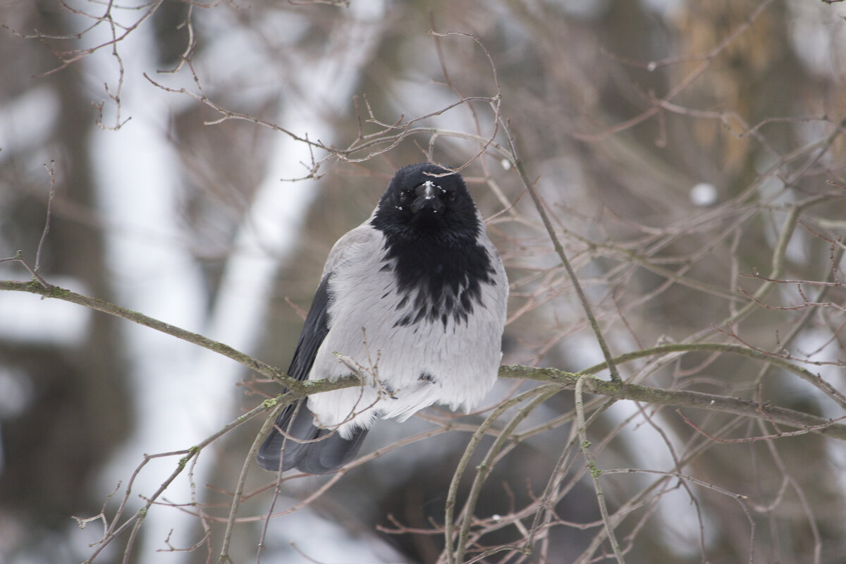 Глаза в глаза - Алексей Булак