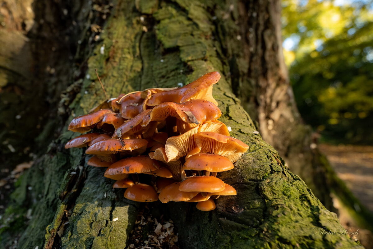 Ноябрьские... - Николай Гирш