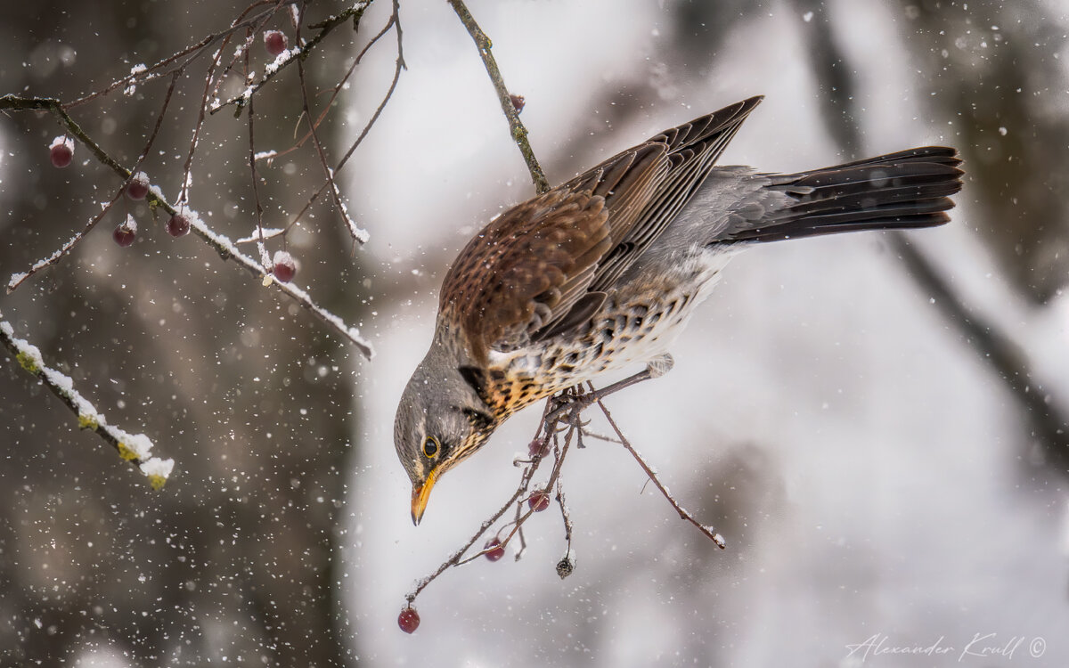 Холодно, голодно... - Александр К.