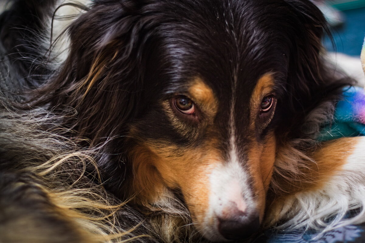 портрет собакена - Артём 