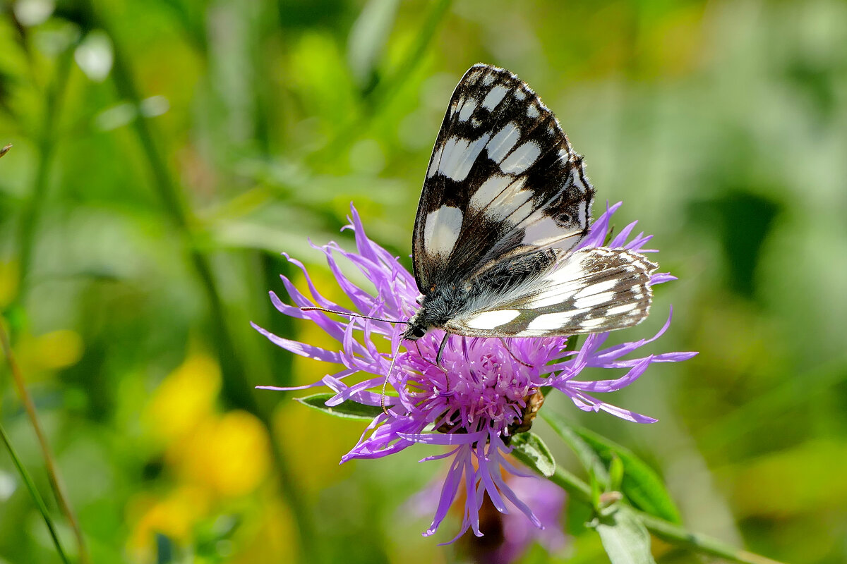 опять про бабочек...321 - Александр Прокудин опять про бабочек...321 - Александр Прокудин