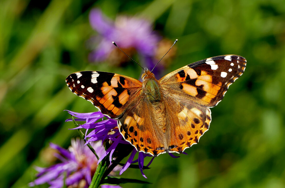 опять про бабочек...325 - Александр Прокудин