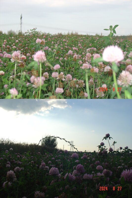 Клеверное поле - fogmeadowww m