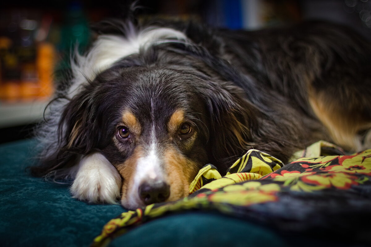 аусси - Артём 