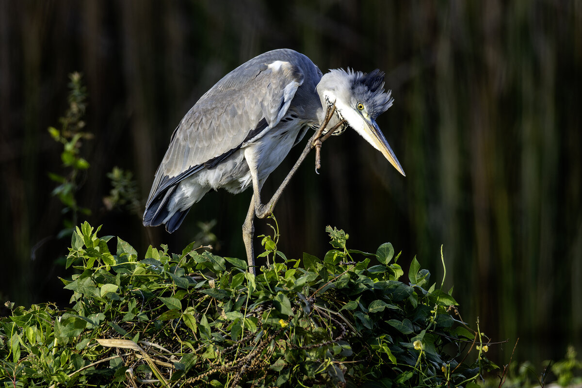 Большая голубая цапля. - Alexander Amromin