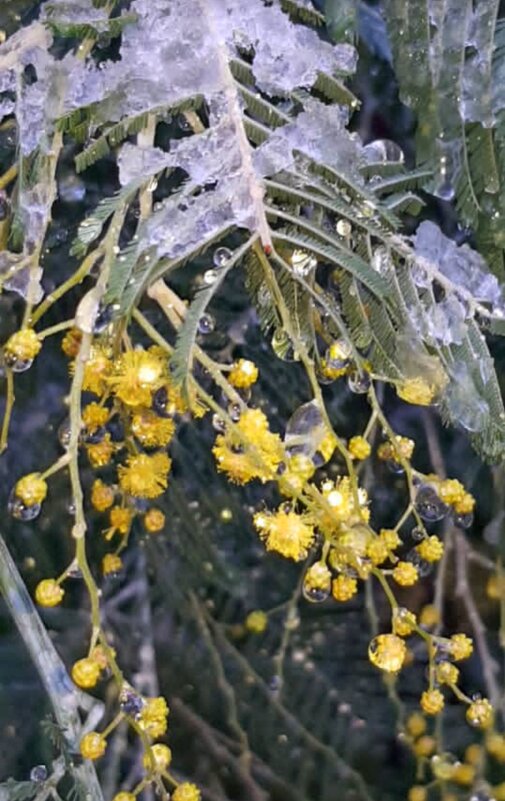 Мимоза в январе под снегом. Сочи - Tata Wolf