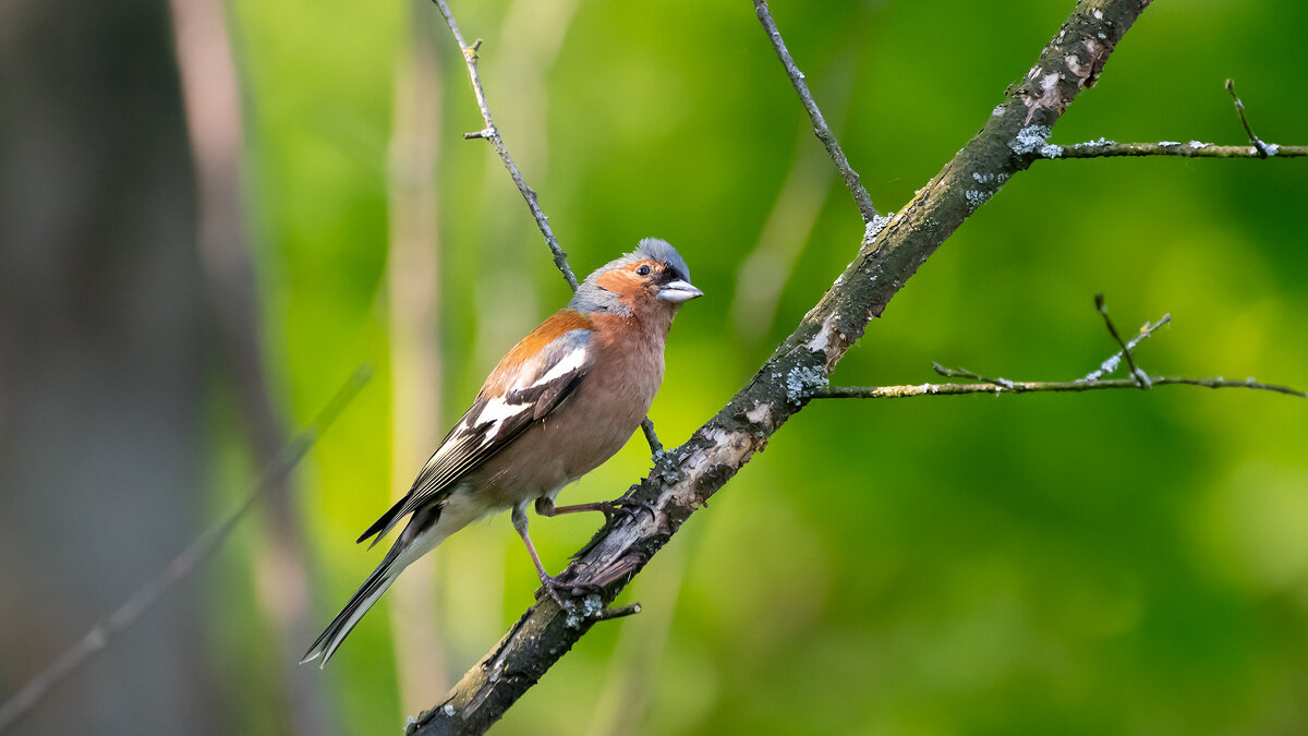 Зяблик - Владимир Лазарев