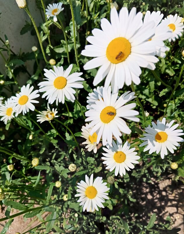 Капелька тепла в зимнюю стужу - Любовь Сахарова