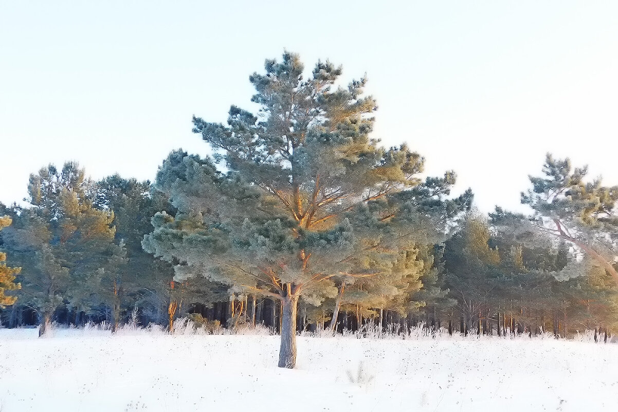 Сосна в зимнем ореоле - Владимир Кириченко