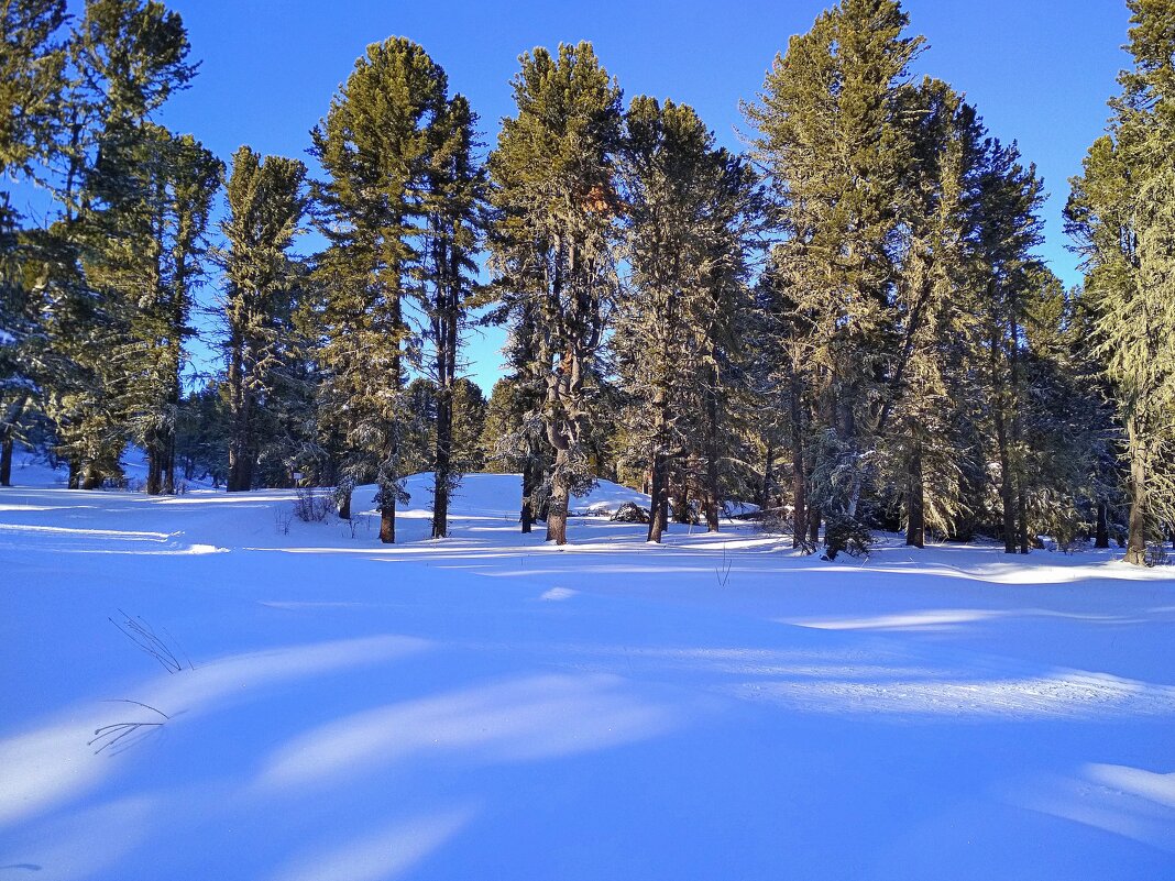 Тайга зимняя - Татьяна Лютаева