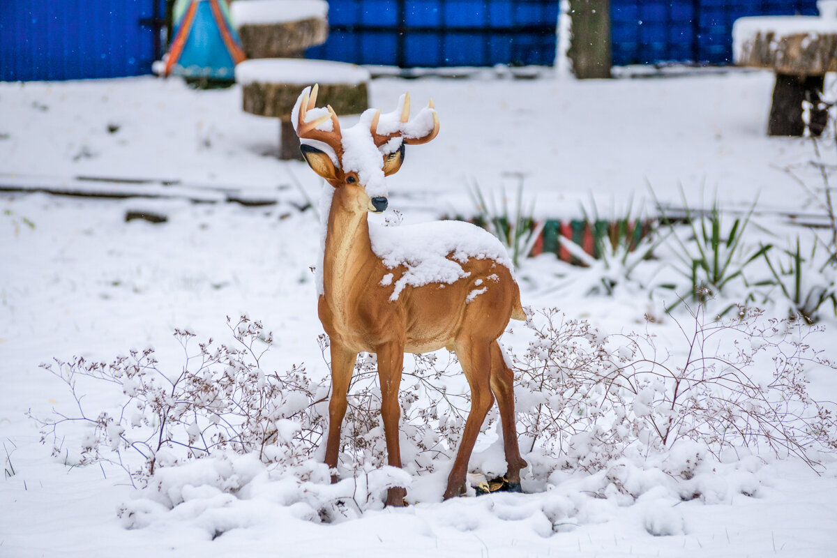 Олень в городском парке - Игорь Сикорский