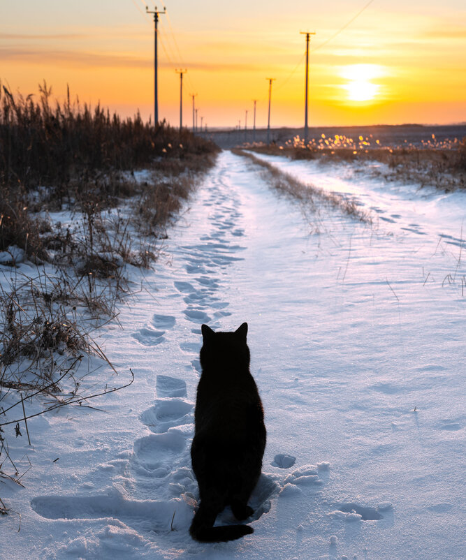 Уголёк любуется красотой ... - Евгений Хвальчев