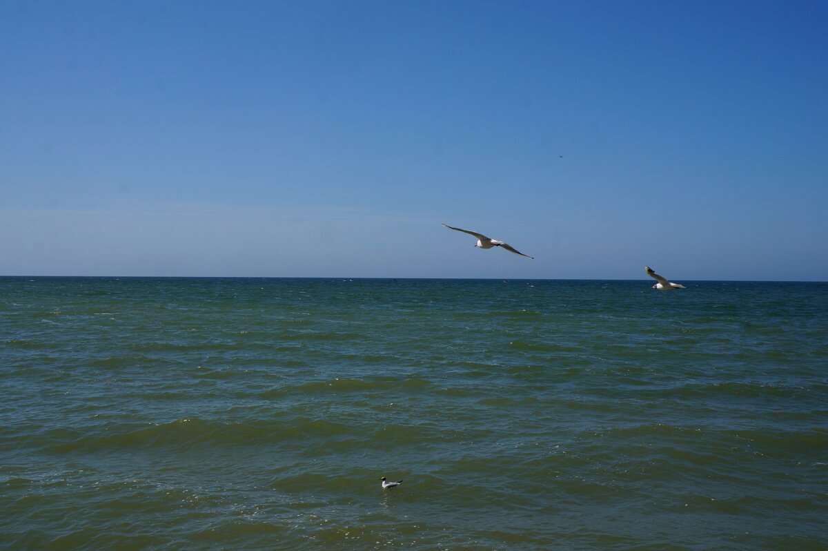 Чайки - Алёна Савина