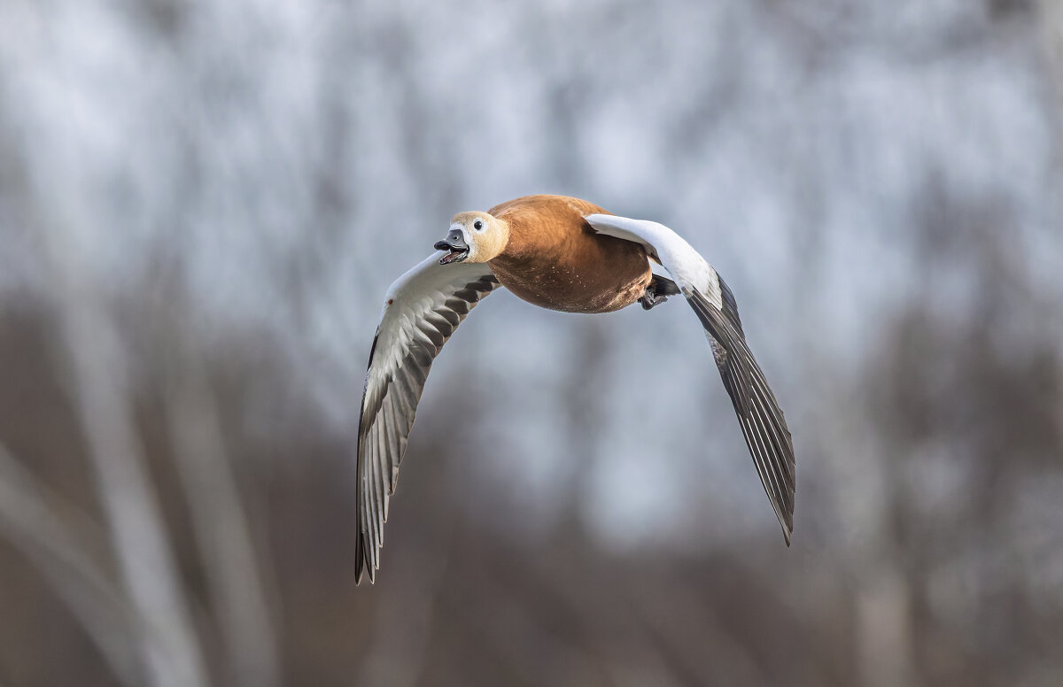огарь в полете. - юрий макаров
