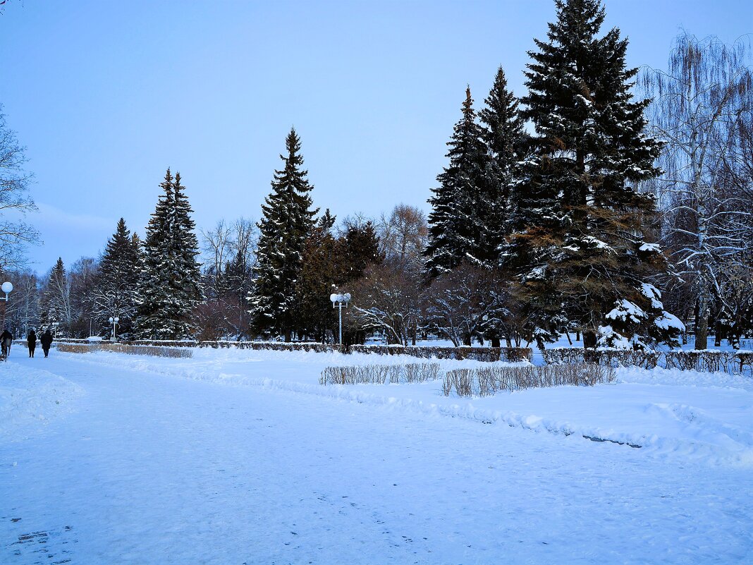 Чебоксары. Ели центральной аллеи сквера им. В.И. Чапаева зимой. - Пётр Чернега