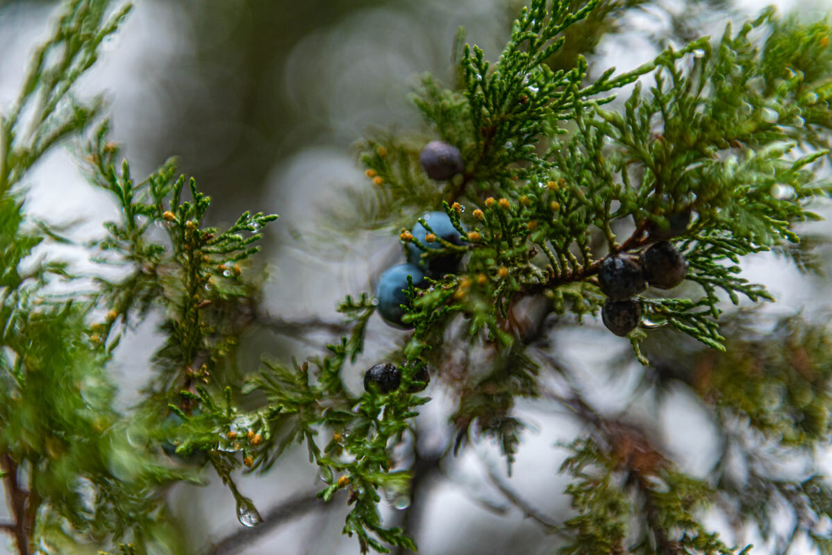 *** - Дмитрий Лупандин