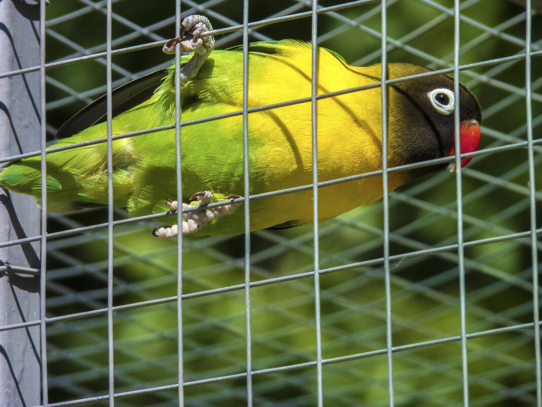 Свободу попугаям  !!! - Валентин Семчишин