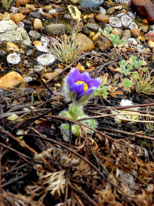 Одинокий. - nadyasilyuk Вознюк