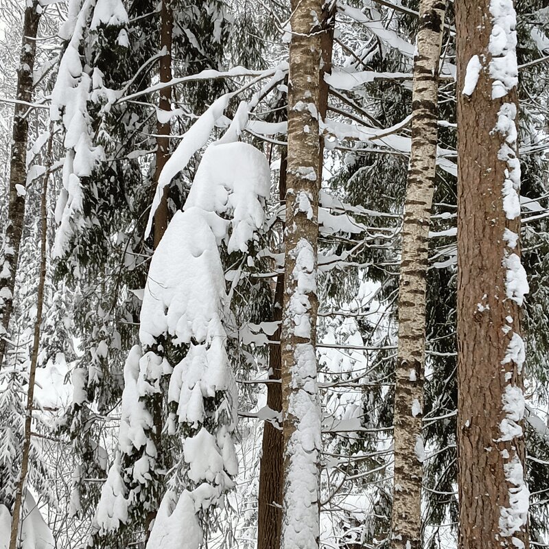 забрался от опасности - Владимир 