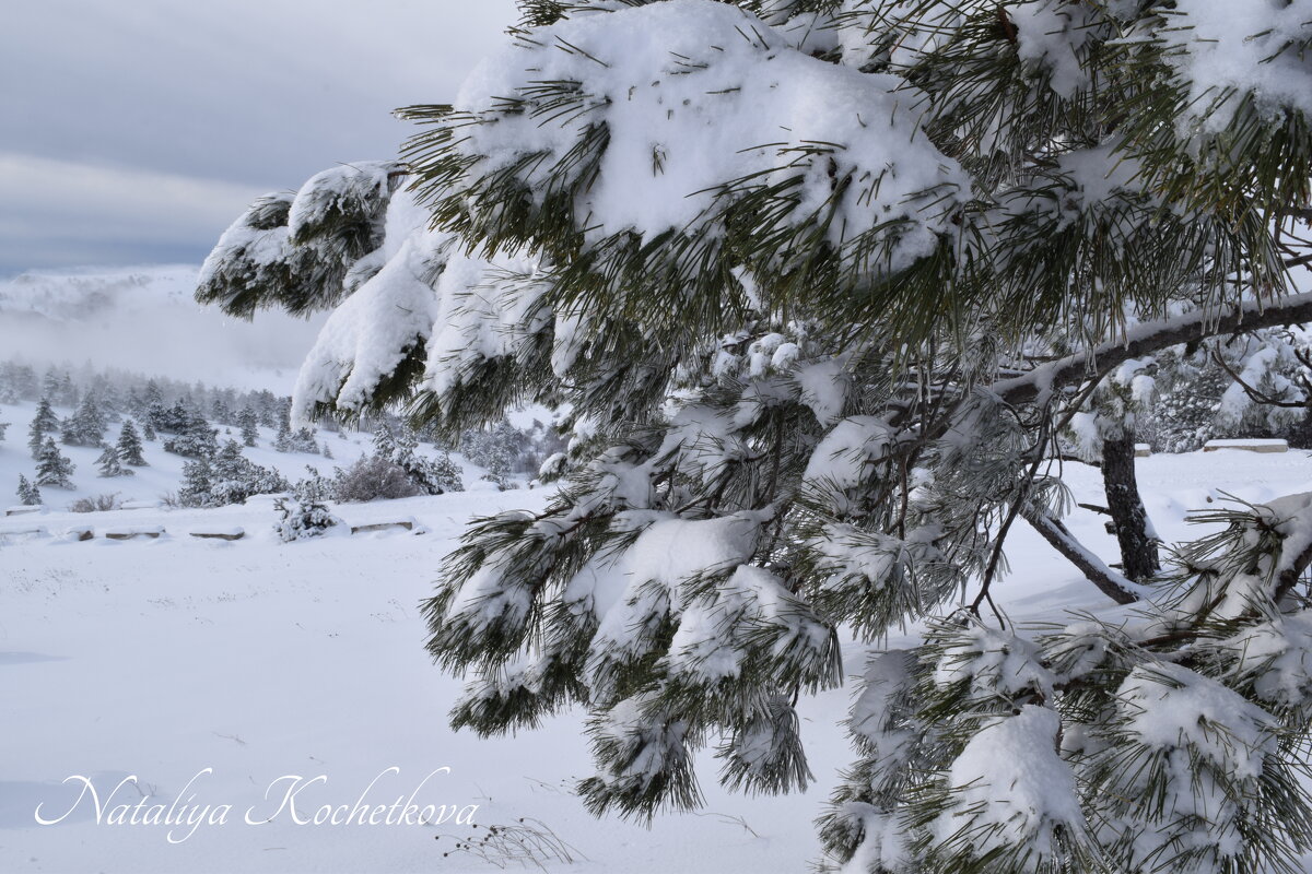 Природа Крыма - Amazing Cosmea
