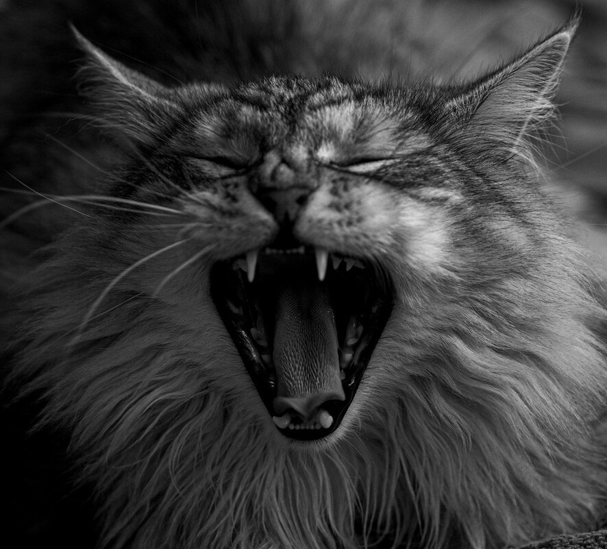 "страшнее кошки зверя нет" - Aleksandr 