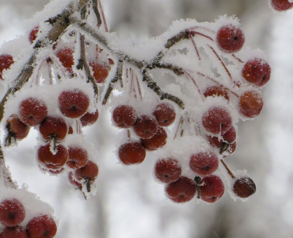 В сахаре - Лариса С.