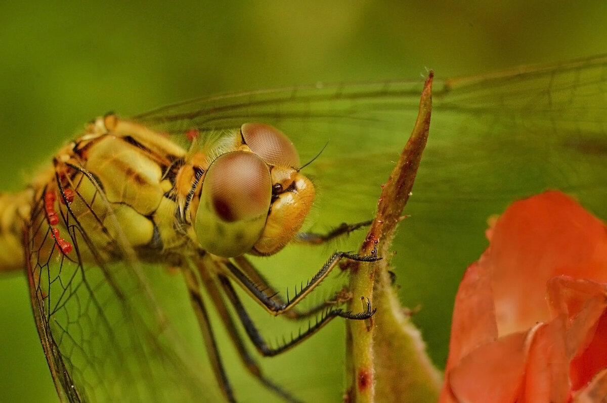 Портрет в профиль...  Глазастенькая - Надежда Куркина 