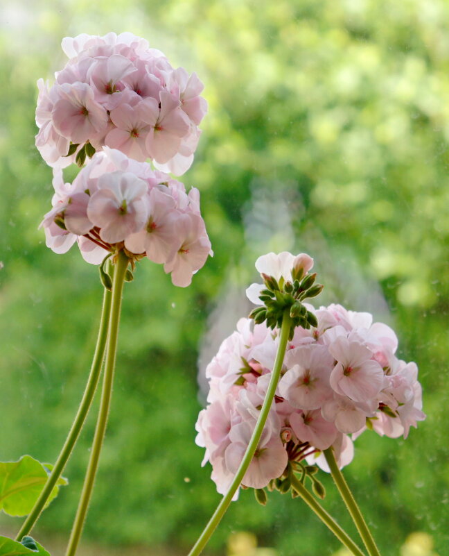 Соцветия герани. - сергей ермошкин