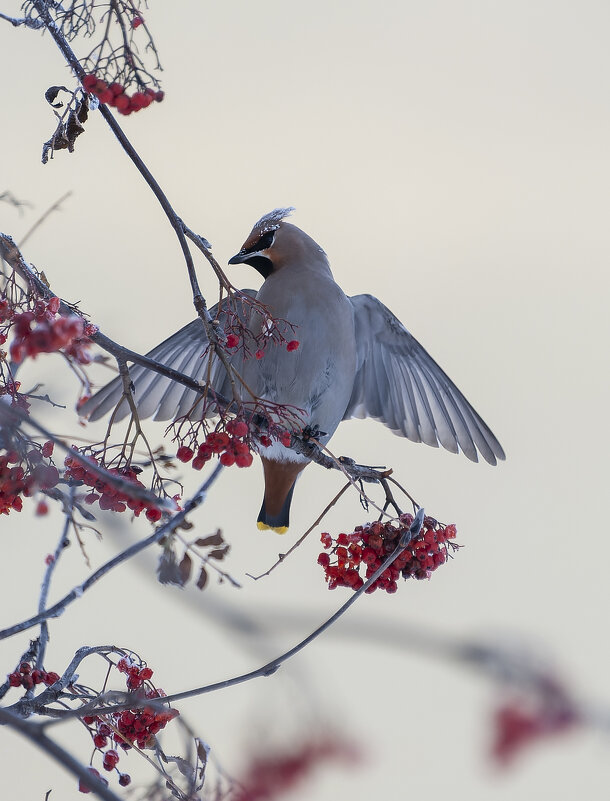 на рябине.. - Вадим Басов