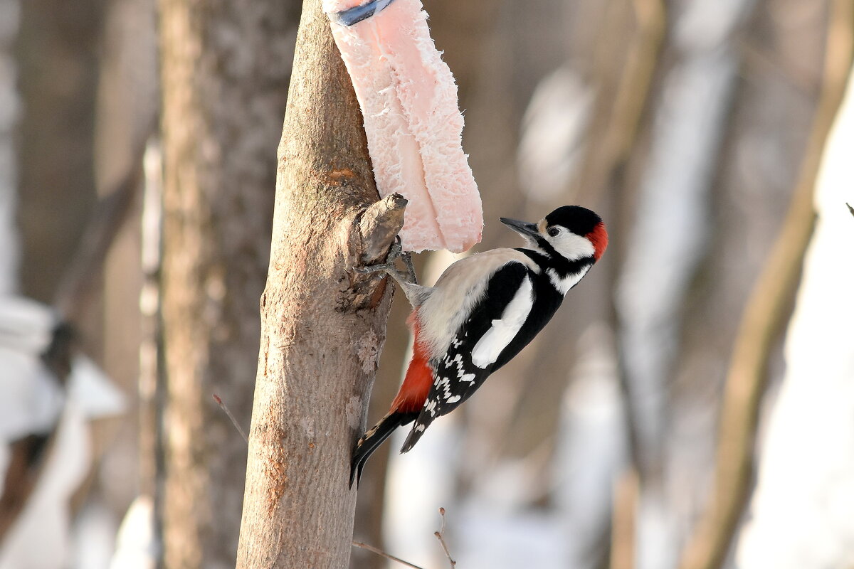 БПД - Алексей .
