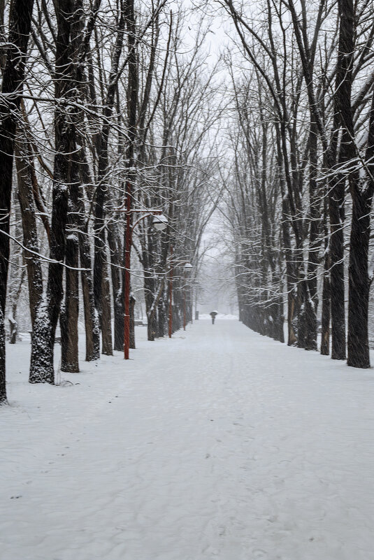 На аллеях парка - Игорь Протасов