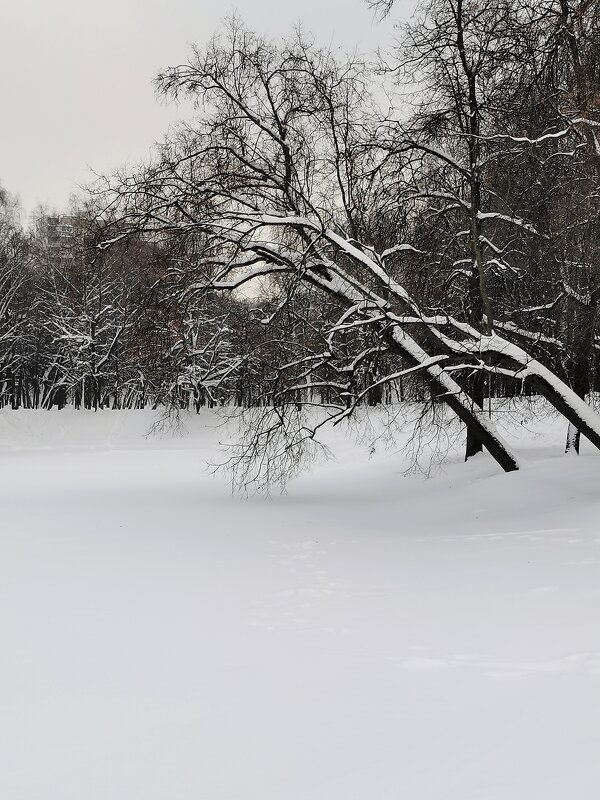 Снег, который подчёркивает контур и форму деревьев - Любимова Ольга 