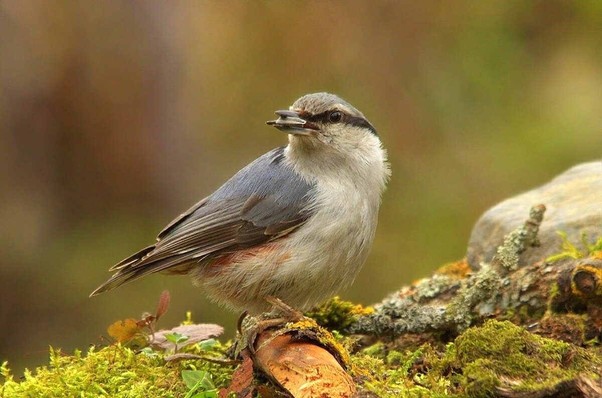 ... - Вячеслав Минаев
