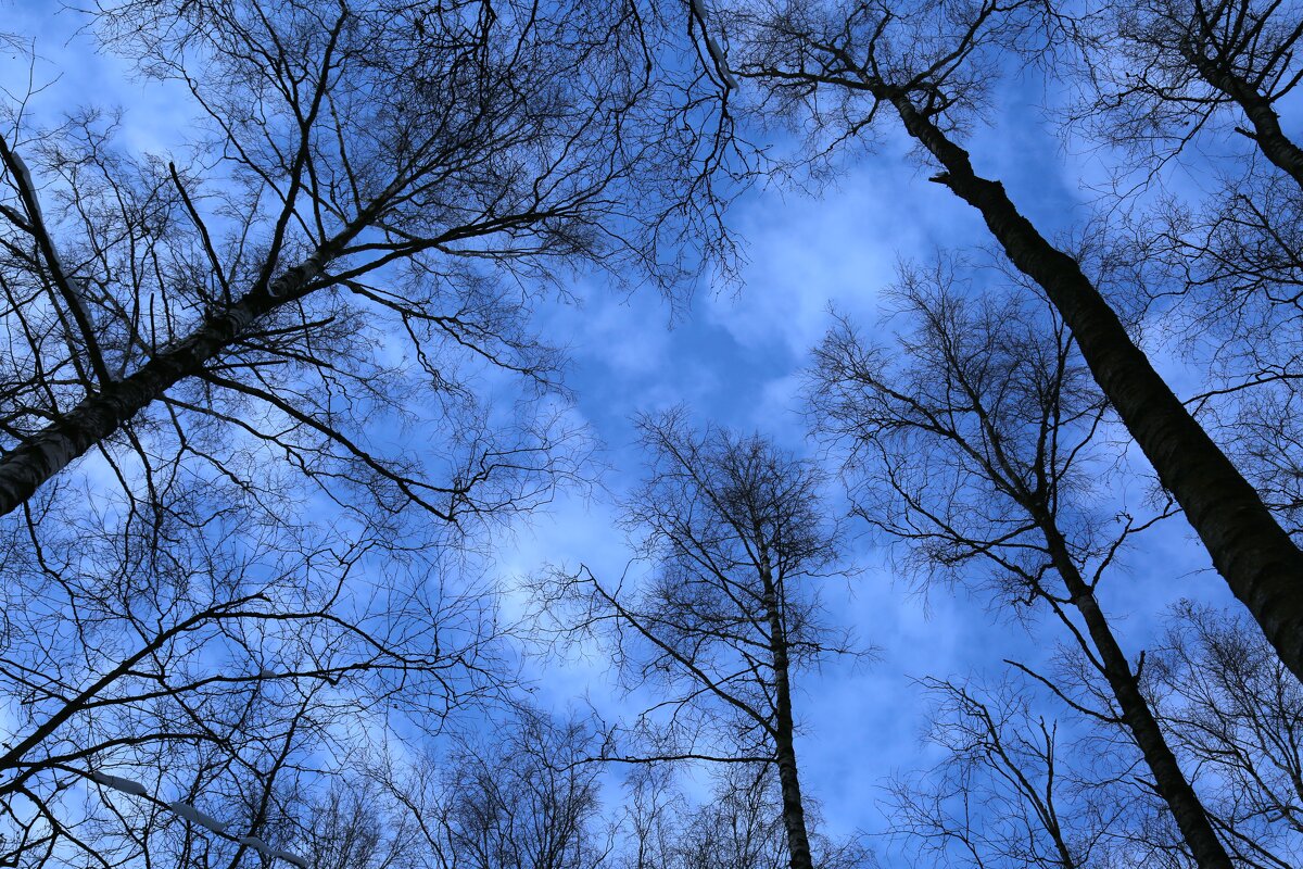 Небесная синева - Танзиля Завьялова