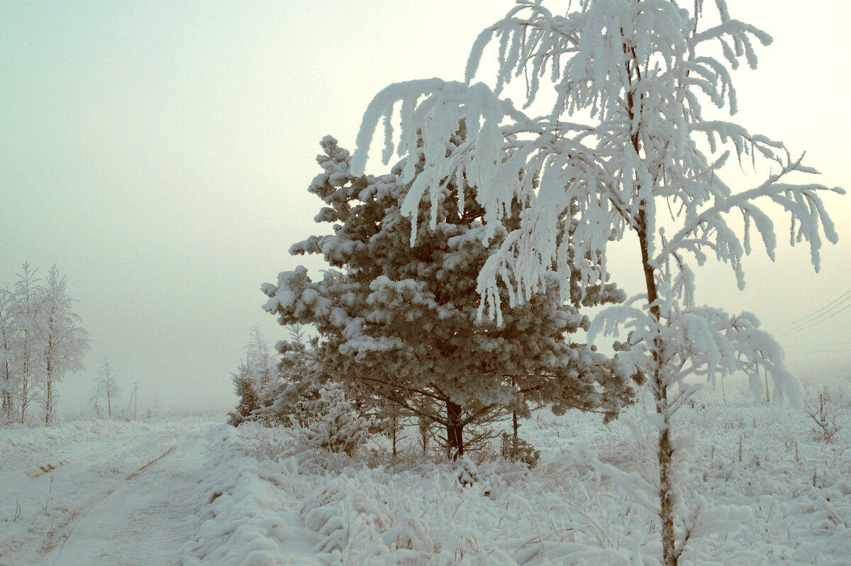 Мороз и туман - Сергей Ц