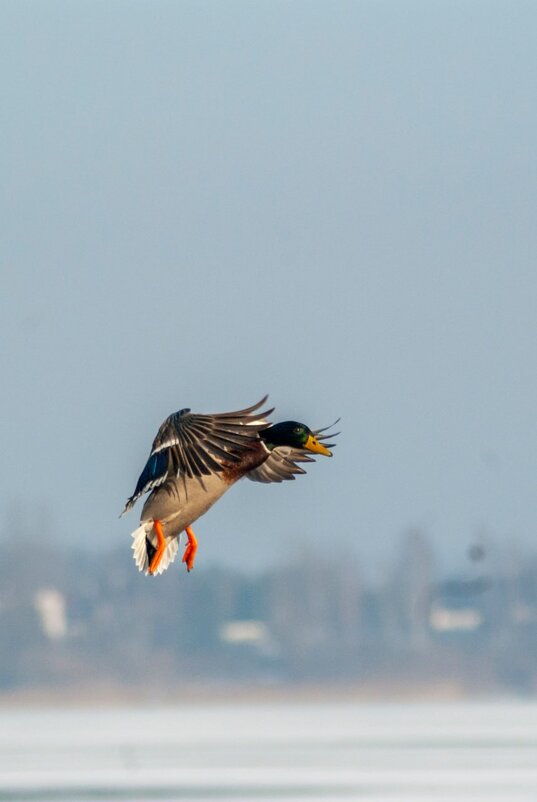 Кряква - Roman 