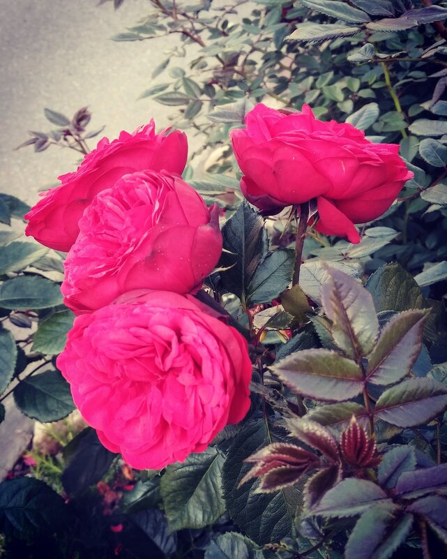 Розы - Натали 