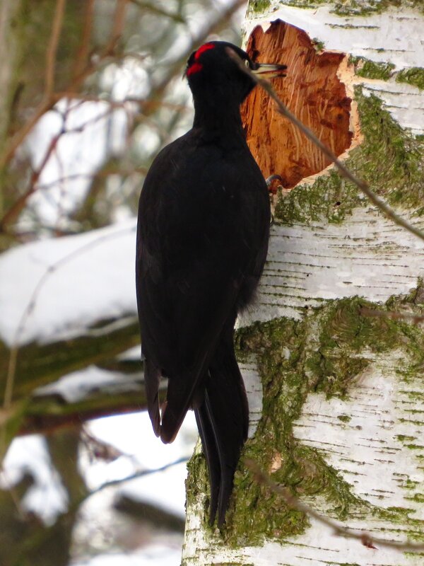 Добывая пропитание - Андрей Снегерёв