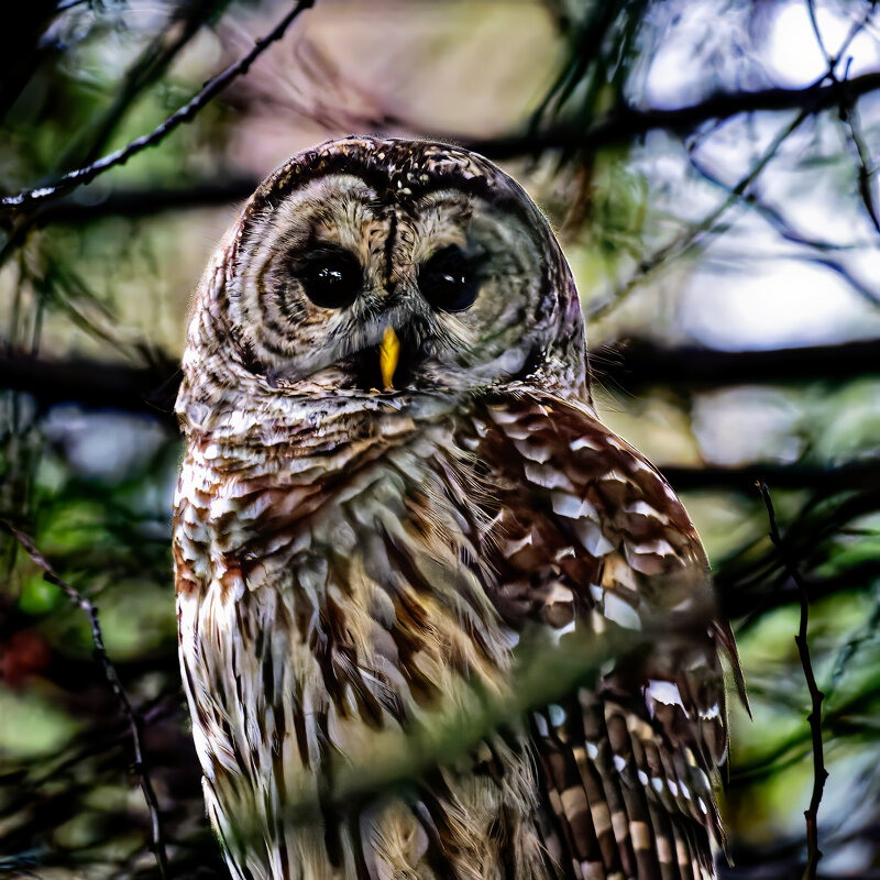 Сова - Михаил Аверкиев